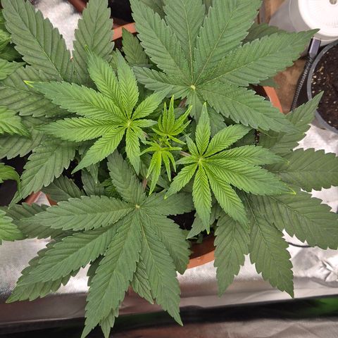 Mimosa evo Photo ♥️ Barney's Farm  growlog timeline photo