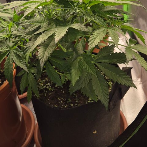 Runtzi Auto ♥️ Barney's Farm  growlog timeline photo