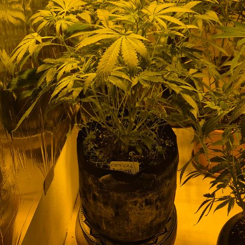 Kushi 😶‍🌫️(rest n. Teilernte/ critical kush, 9.1.24 🎁, Kümmerling) growlog timeline photo