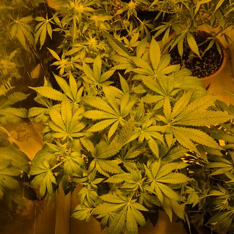 Kushi 😶‍🌫️(rest n. Teilernte/ critical kush, 9.1.24 🎁, Kümmerling) growlog timeline photo