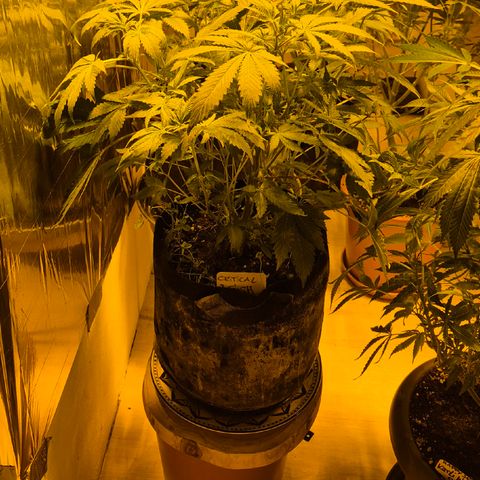Kushi 😶‍🌫️(rest n. Teilernte/ critical kush, 9.1.24 🎁, Kümmerling) growlog timeline photo