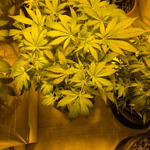 Kushi 😶‍🌫️(rest n. Teilernte/ critical kush, 9.1.24 🎁, Kümmerling) growlog timeline photo