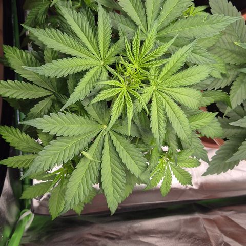 Runtzi Auto ♥️ Barney's Farm  growlog timeline photo