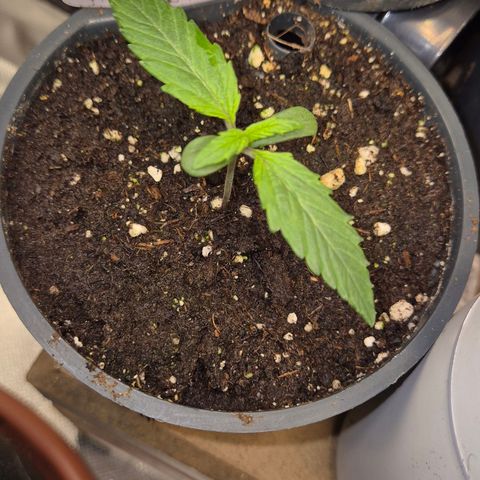 🌈 Zkittles auto🌈 growlog timeline photo