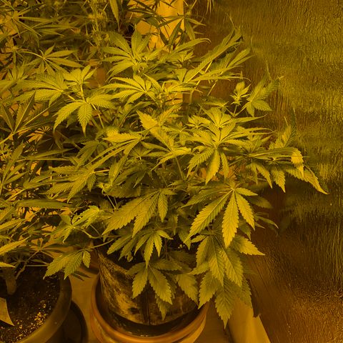 Kushi 😶‍🌫️(rest n. Teilernte/ critical kush, 9.1.24 🎁, Kümmerling) growlog timeline photo