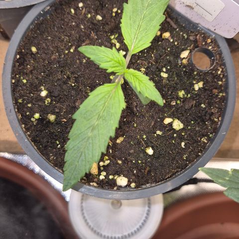 🌈 Zkittles auto🌈 growlog timeline photo
