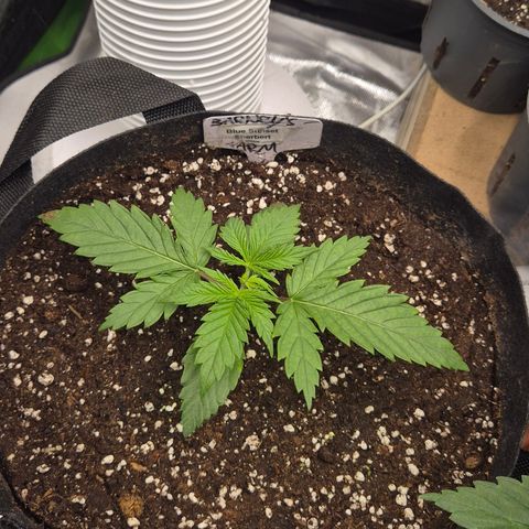 🌅Sherbi photo, blue sunset sherbert, Barneys farm  growlog timeline photo