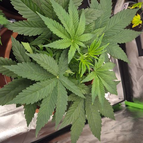 Mimosa evo Photo ♥️ Barney's Farm  growlog timeline photo