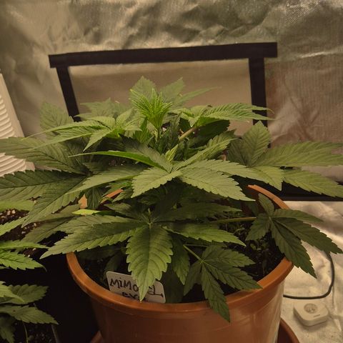 Mimosa evo Photo ♥️ Barney's Farm  growlog timeline photo