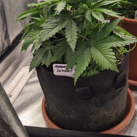 🍍Anna  #1 amnesia lemon  growlog timeline photo