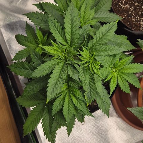 🍍Anna  #1 amnesia lemon  growlog timeline photo