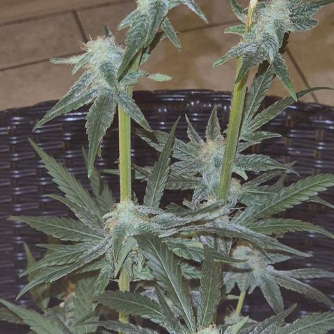 Strawberry Marshmallow growlog timeline photo
