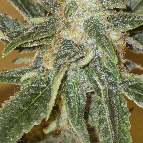 Strawberry Marshmallow growlog timeline photo