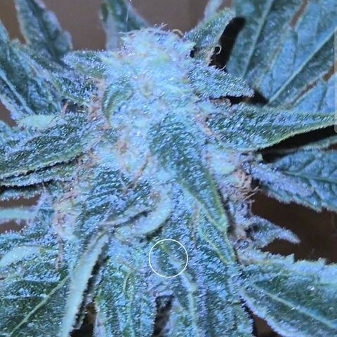 Strawberry Marshmallow growlog timeline photo