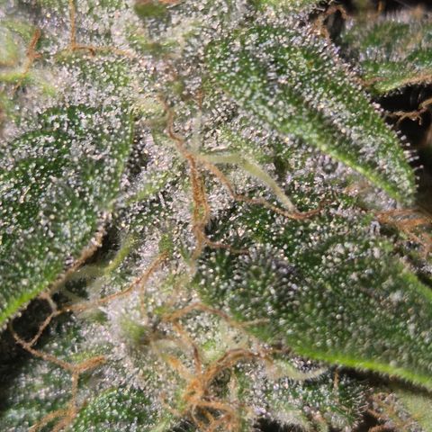 Strawberry Marshmallow growlog timeline photo