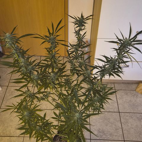 Puple punch  6 growlog photo: Bilder sind von vor einer Woche ca.