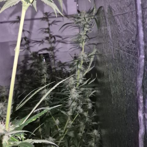 Puple punch  6 growlog photo: Bilder sind von vor einer Woche ca.