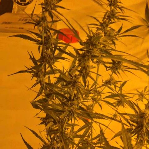 Puple punch  6 growlog timeline photo