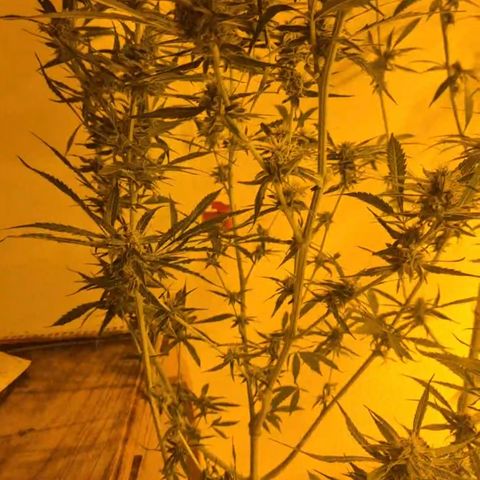 Puple punch  6 growlog timeline photo