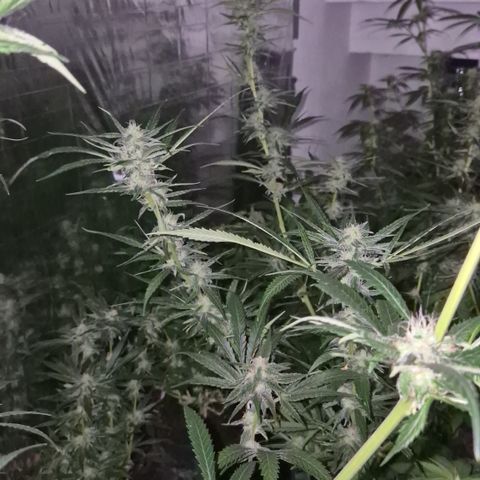 Puple punch  6 growlog photo: Bilder sind von vor einer Woche ca.