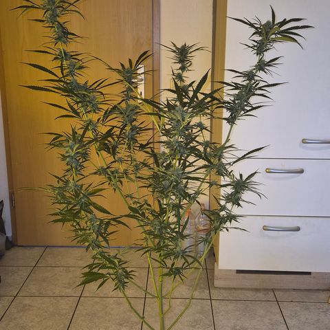 Puple punch  6 growlog photo: Bilder sind von vor einer Woche ca.