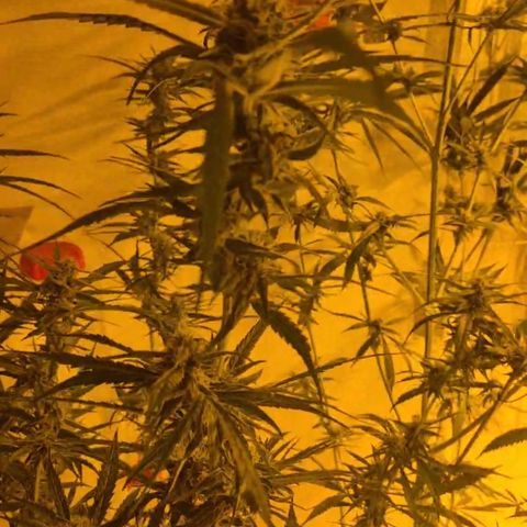 Puple punch  6 growlog timeline photo