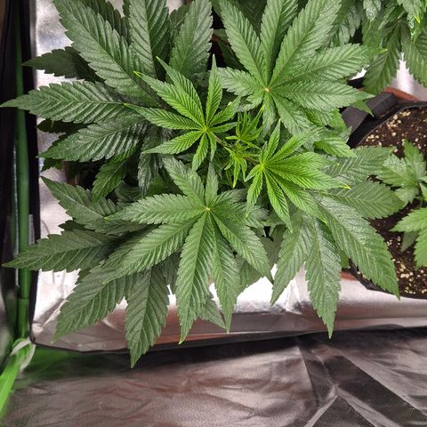 Mimosa evo Photo ♥️ Barney's Farm  growlog timeline photo