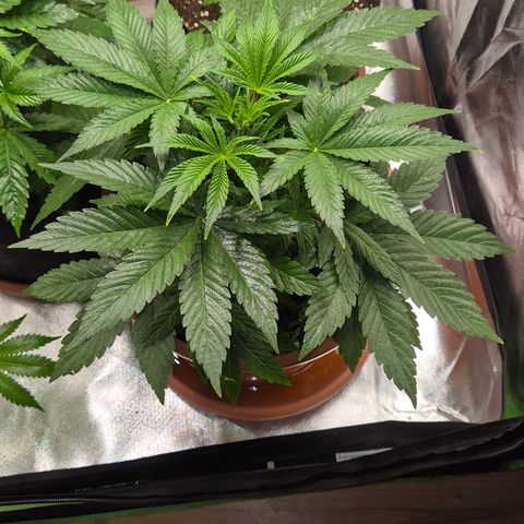 Mimosa evo Photo ♥️ Barney's Farm  growlog timeline photo