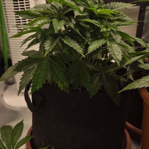 🍍Anna  #1 amnesia lemon  growlog timeline photo