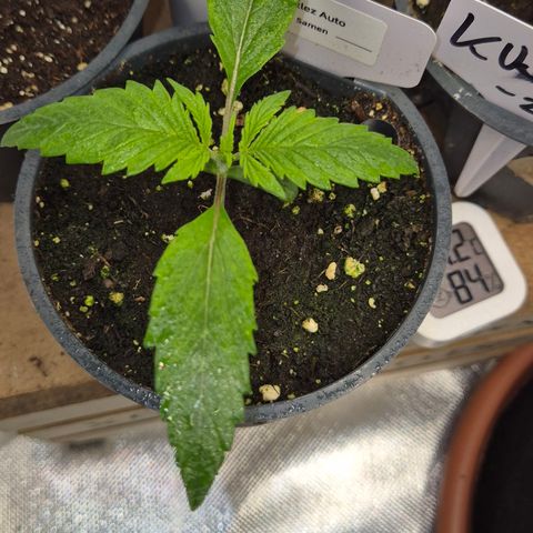 🌈 Zkittles auto🌈 growlog timeline photo