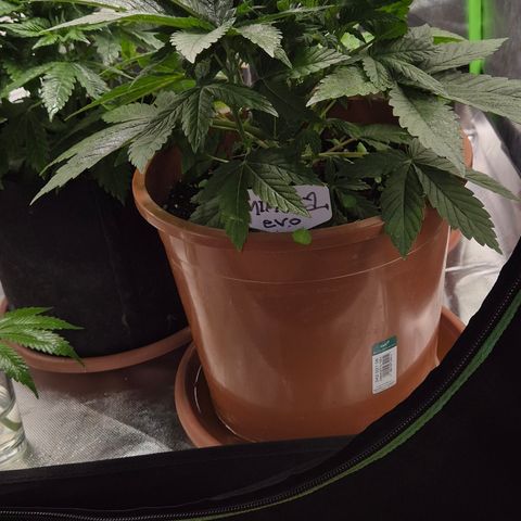 Mimosa evo Photo ♥️ Barney's Farm  growlog timeline photo