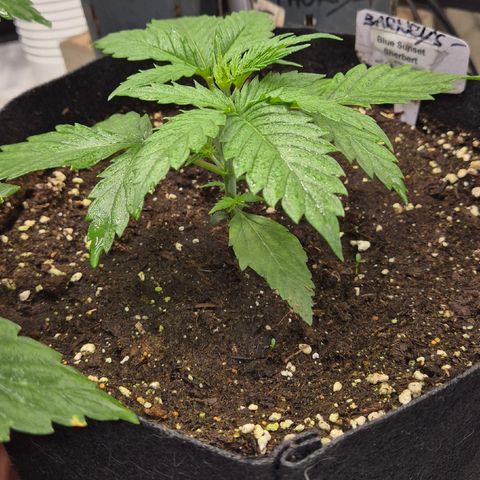🌅Sherbi photo, blue sunset sherbert, Barneys farm  growlog timeline photo