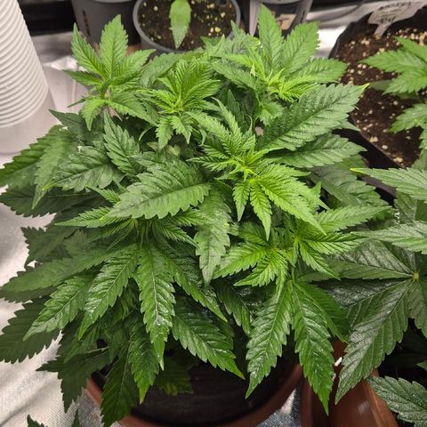 🍍Anna  #1 amnesia lemon  growlog timeline photo