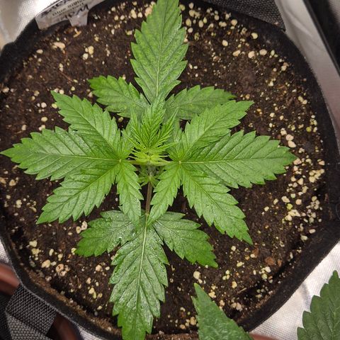🌅Sherbi photo, blue sunset sherbert, Barneys farm  growlog timeline photo