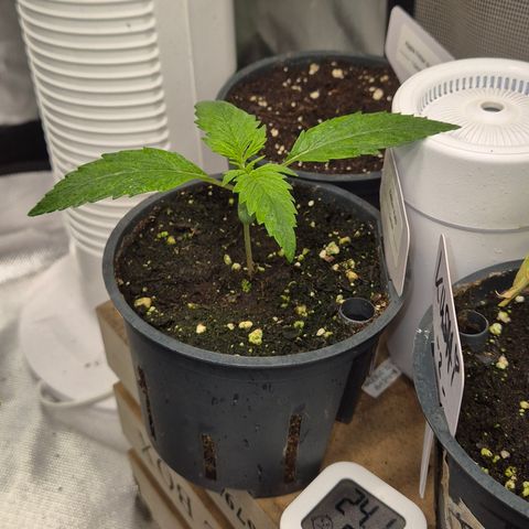 🌈 Zkittles auto🌈 growlog timeline photo