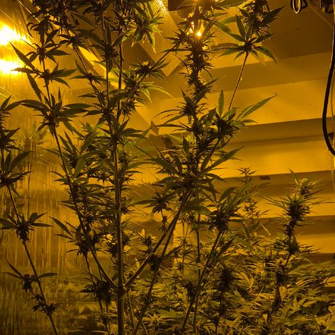 7 Punchi PURPLE PUNCH (photo) growlog timeline photo