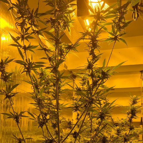 7 Punchi PURPLE PUNCH (photo) growlog timeline photo