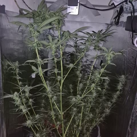 7 Punchi PURPLE PUNCH (photo) growlog timeline photo