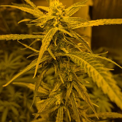 7 Punchi PURPLE PUNCH (photo) growlog timeline photo