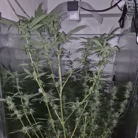 7 Punchi PURPLE PUNCH (photo) growlog timeline photo