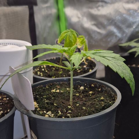 🌈 Zkittles auto🌈 growlog timeline photo