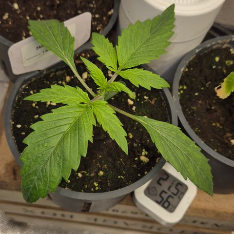 🌈 Zkittles auto🌈 growlog timeline photo
