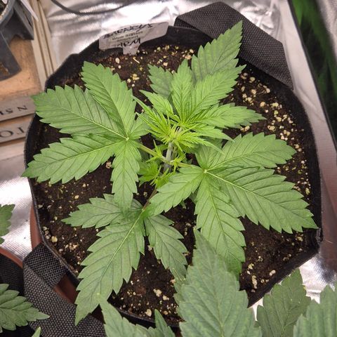 🌅Sherbi photo, blue sunset sherbert, Barneys farm  growlog timeline photo