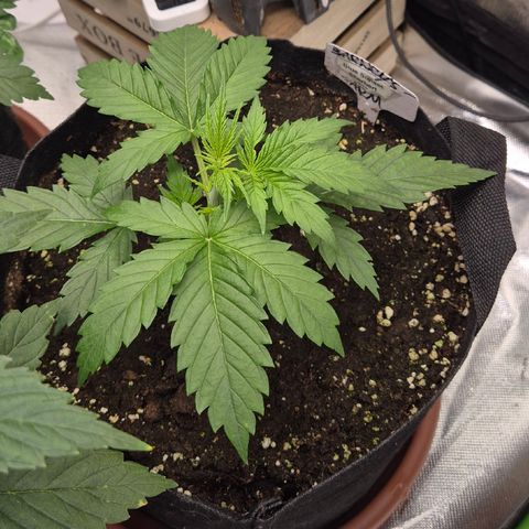 🌅Sherbi photo, blue sunset sherbert, Barneys farm  growlog timeline photo