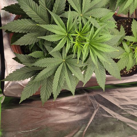 Mimosa evo Photo ♥️ Barney's Farm  growlog timeline photo
