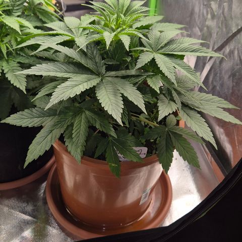 Mimosa evo Photo ♥️ Barney's Farm  growlog timeline photo