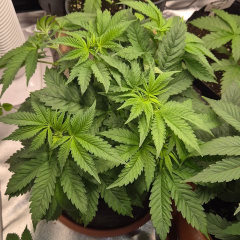 🍍Anna  #1 amnesia lemon  growlog timeline photo