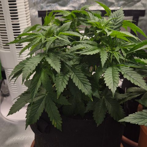 🍍Anna  #1 amnesia lemon  growlog timeline photo