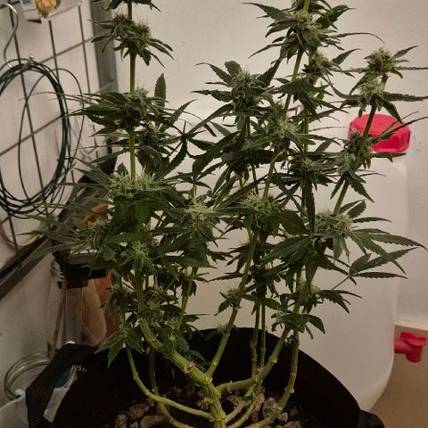 Bonsai Surprised moon, amnesia lemon  growlog timeline photo