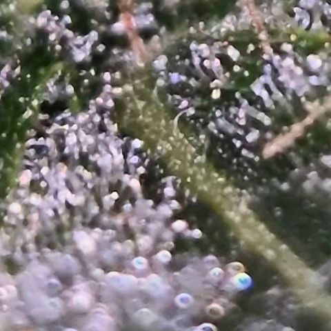 Bonsai Surprised moon, amnesia lemon  growlog timeline photo